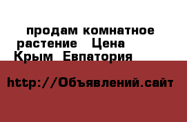 продам комнатное растение › Цена ­ 150 - Крым, Евпатория  »    